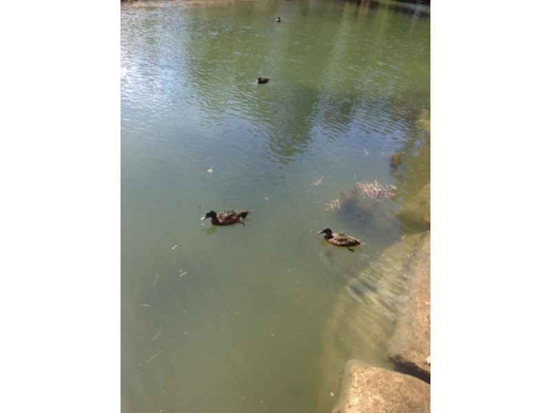 4/63 Davis Ave, Davistown NSW 2251