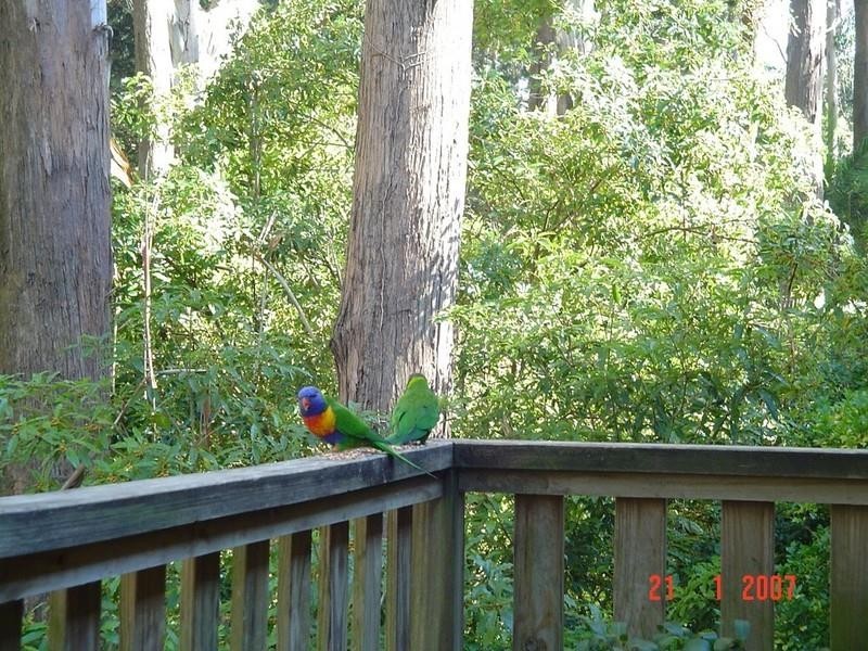 12 Bellevue Crescent, North Avoca NSW 2260