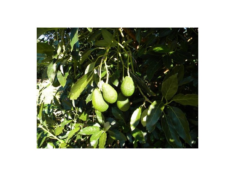 Calga NSW 2250