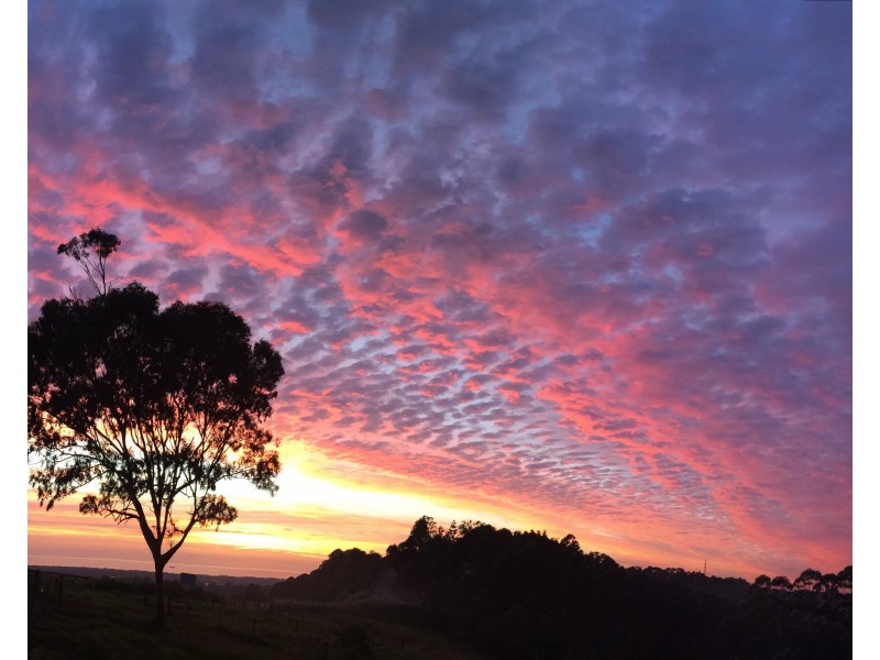 1696 Hinterland Way, Mcleods Shoot NSW 2479