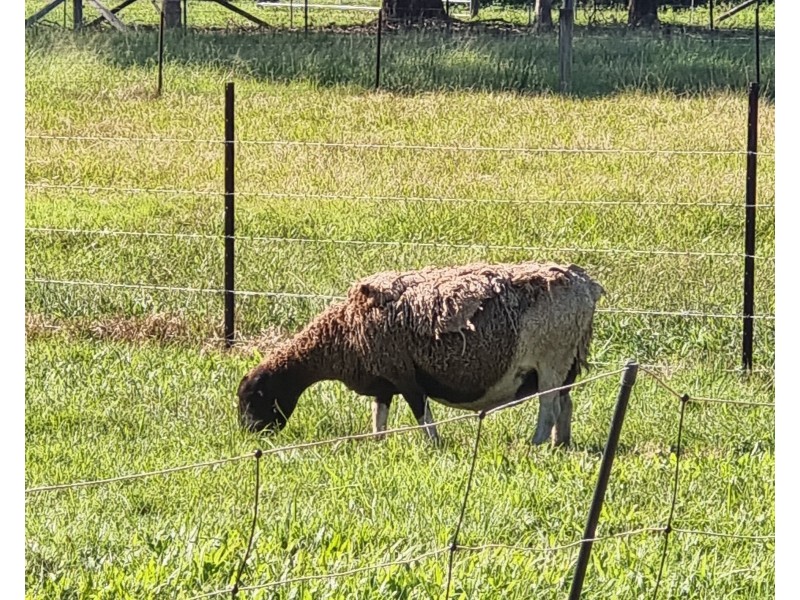 106 CRABBES CREEK ROAD, Crabbes Creek NSW 2483