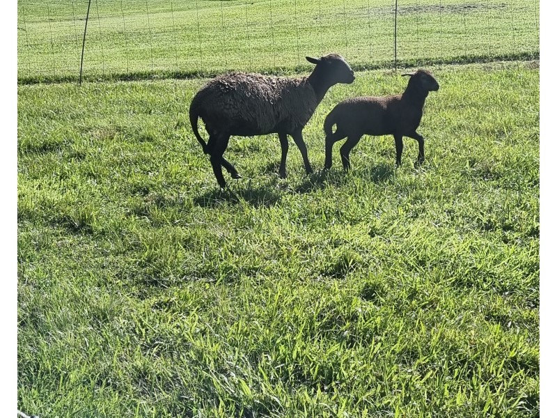 106 CRABBES CREEK ROAD, Crabbes Creek NSW 2483