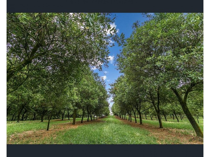 191 Repentance Creek Road, Rosebank NSW 2480