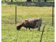 Crabbes Creek NSW 2483