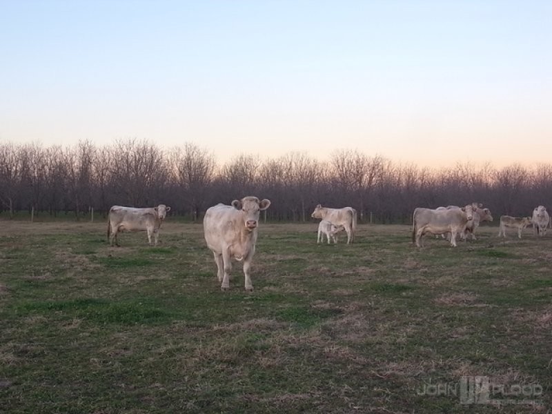 1461 Denman Road, Muswellbrook NSW 2333