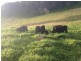1021 Muscle Creek Road, Muscle Creek NSW 2333