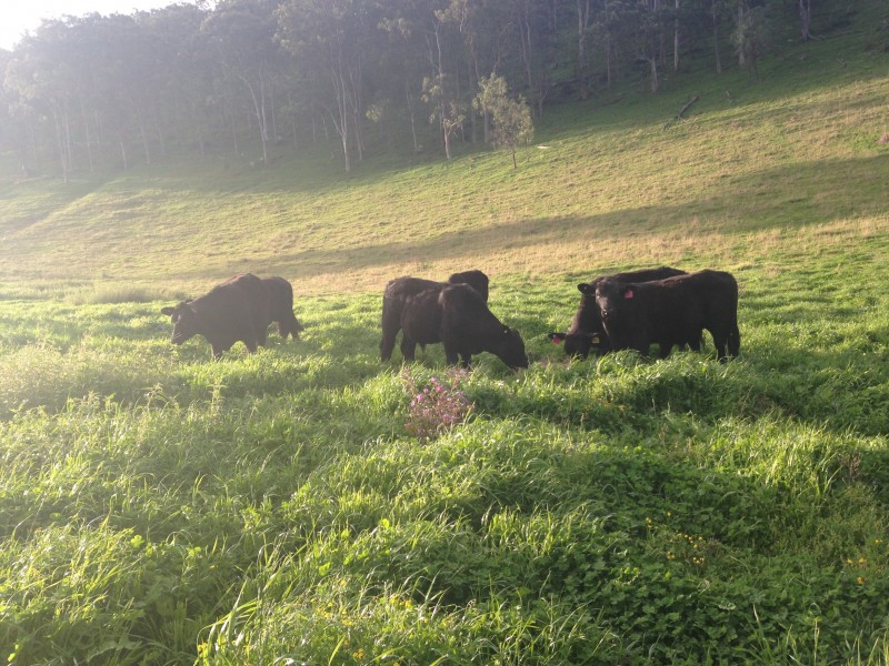 1021 Muscle Creek Road, Muscle Creek NSW 2333