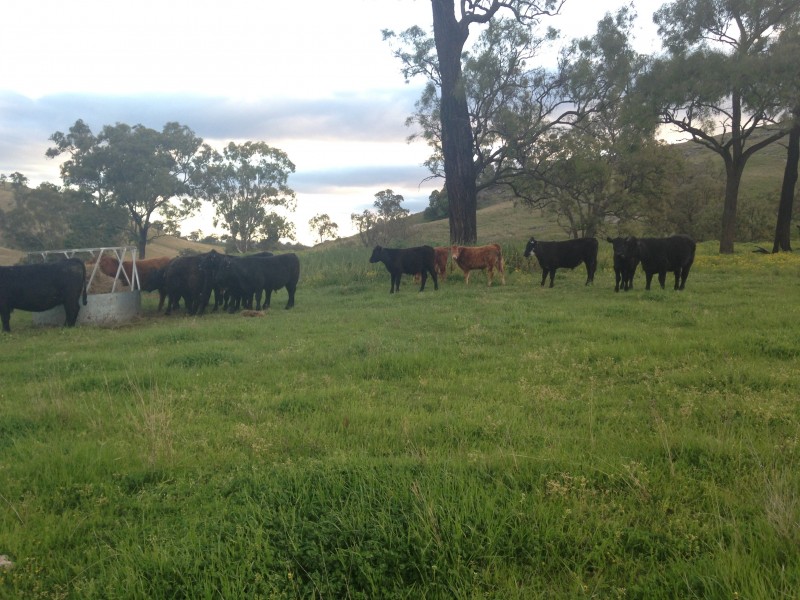 1021 Muscle Creek Road, Muscle Creek NSW 2333