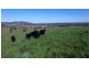 1021 Muscle Creek Road, Muscle Creek NSW 2333