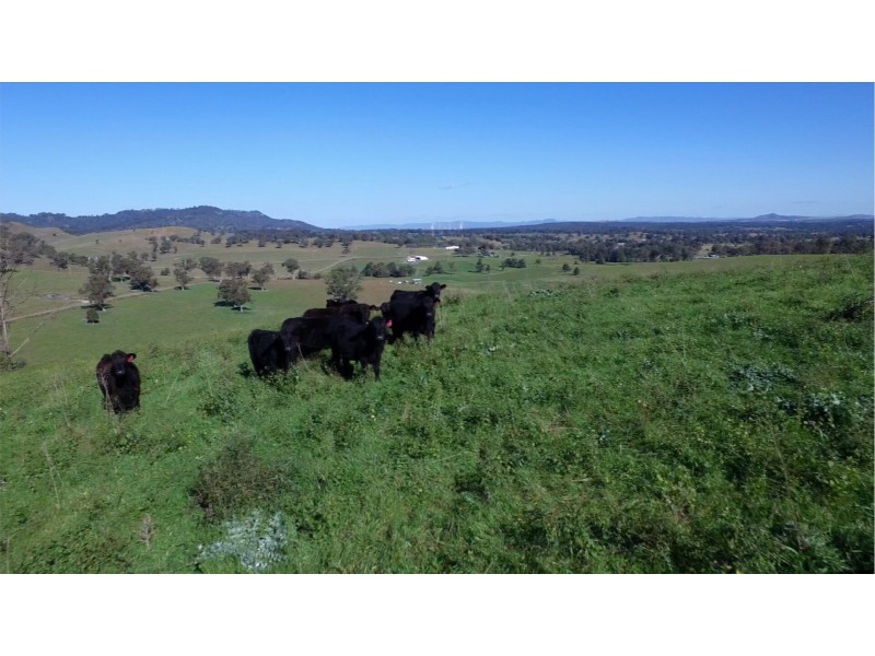 1021 Muscle Creek Road, Muscle Creek NSW 2333
