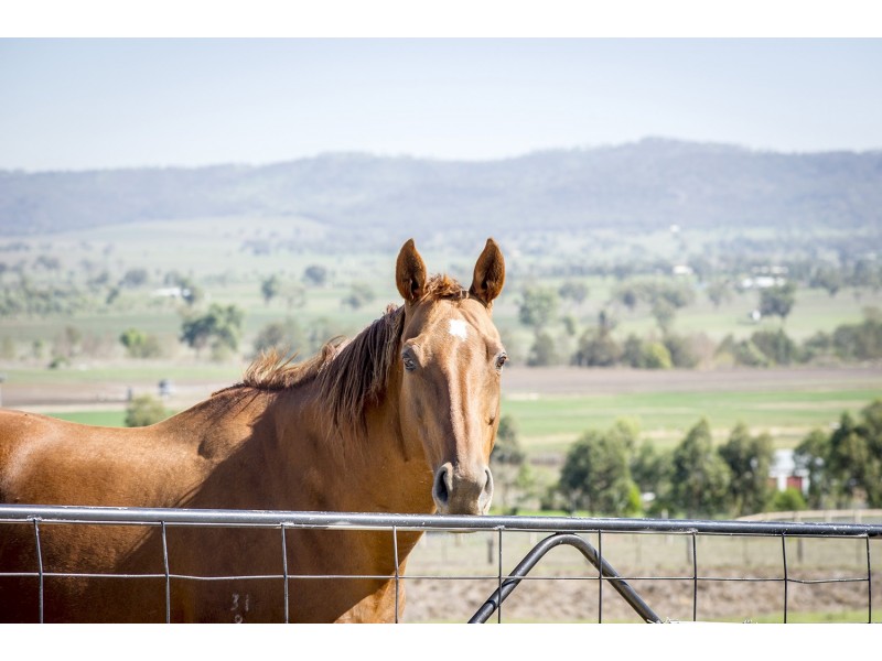 102 Allan Cunningham Road, Scone NSW 2337