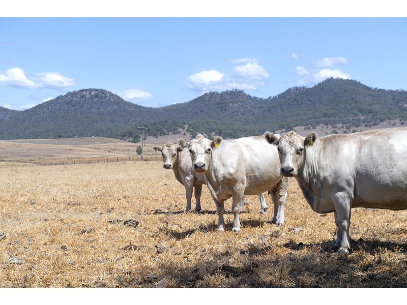 570 Bureen Road, Denman NSW 2328