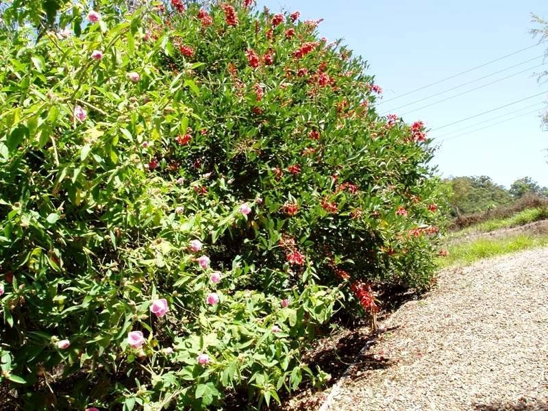 Eumundi QLD 4562