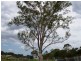 Nambour QLD 4560