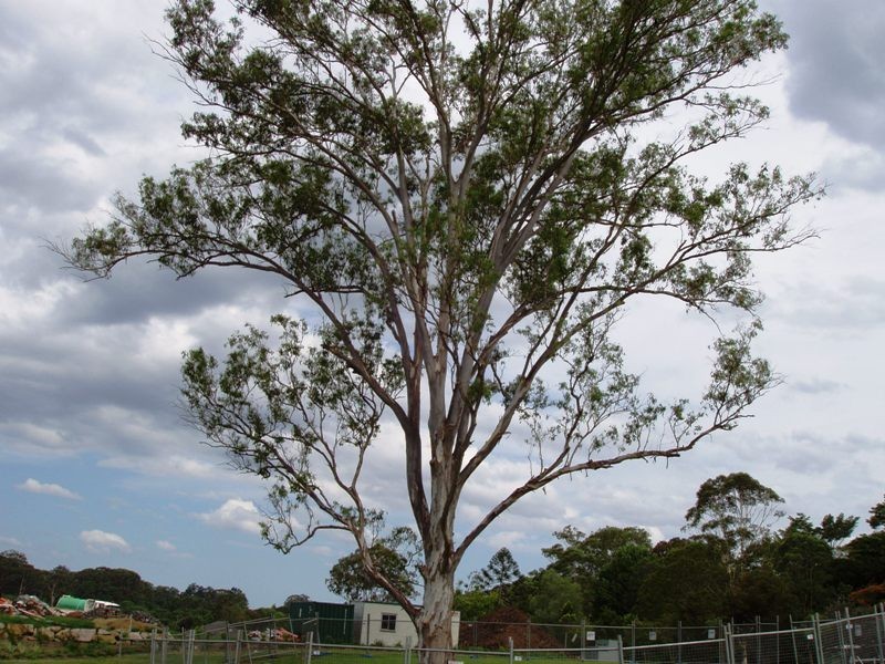 Nambour QLD 4560