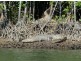 Lot 5 Mossman-Daintree Road, Daintree QLD 4873