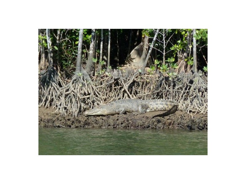 Lot 5 Mossman-Daintree Road, Daintree QLD 4873