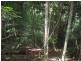 Lot 6 Discovery Drive, Kuranda QLD 4881