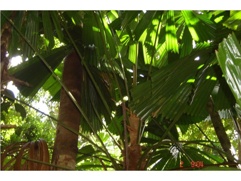 66 Greendale Court, Jubilee Heights QLD 4860