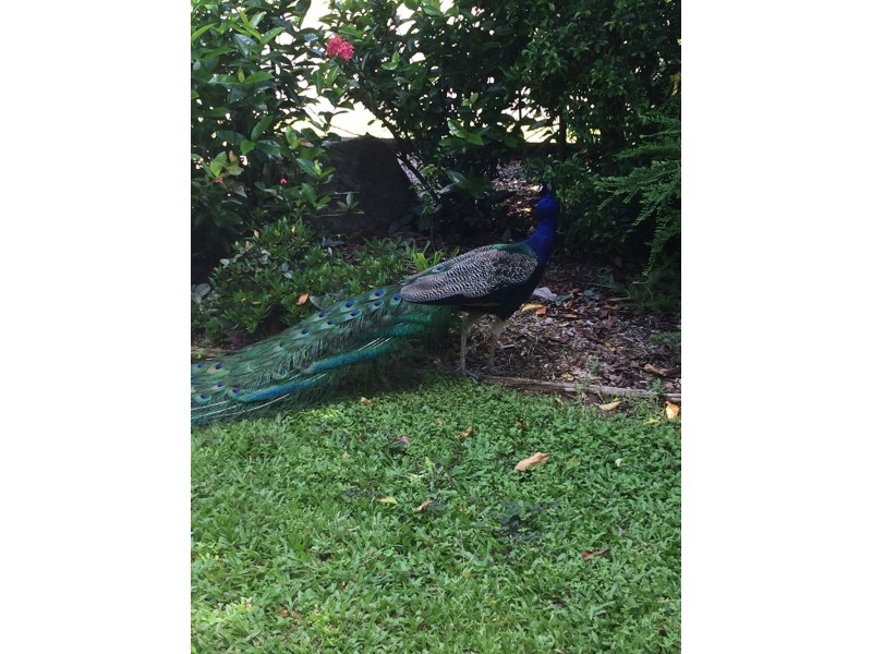 37 Accatino Street, Edmonton QLD 4869