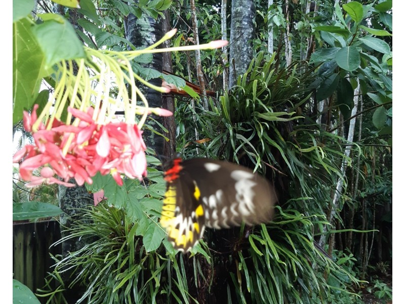 3 Terminus Street, Parramatta Park QLD 4870