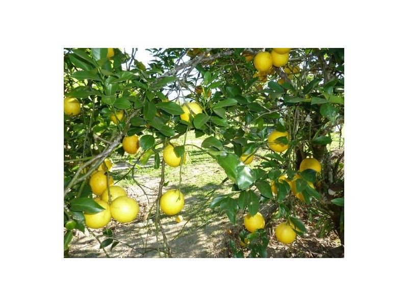 334 Bartle Frere Road, Babinda QLD 4861