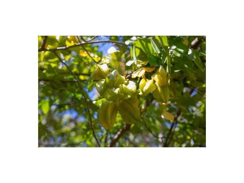 649 Pine Creek Road, Gordonvale QLD 4865