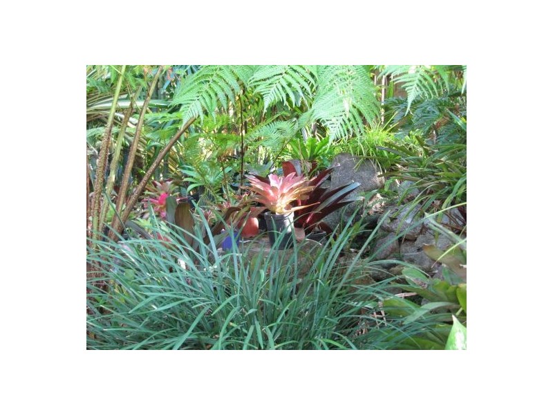 32 Altona Street, Bentley Park QLD 4869