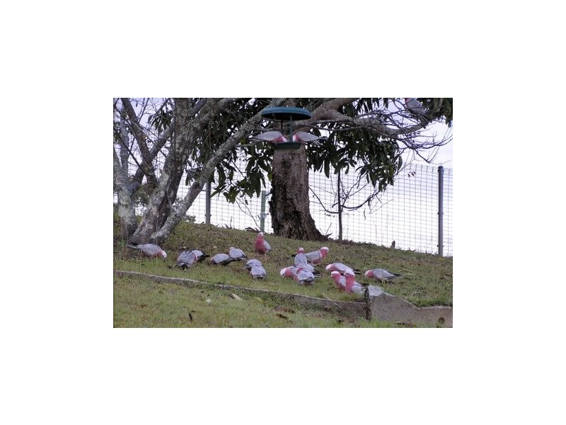 Murwillumbah NSW 2484