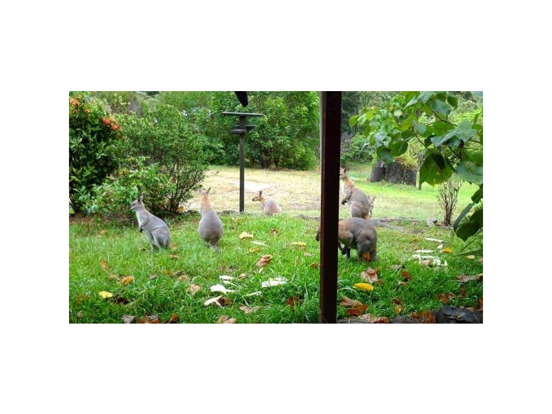 Mount Burrell NSW 2484