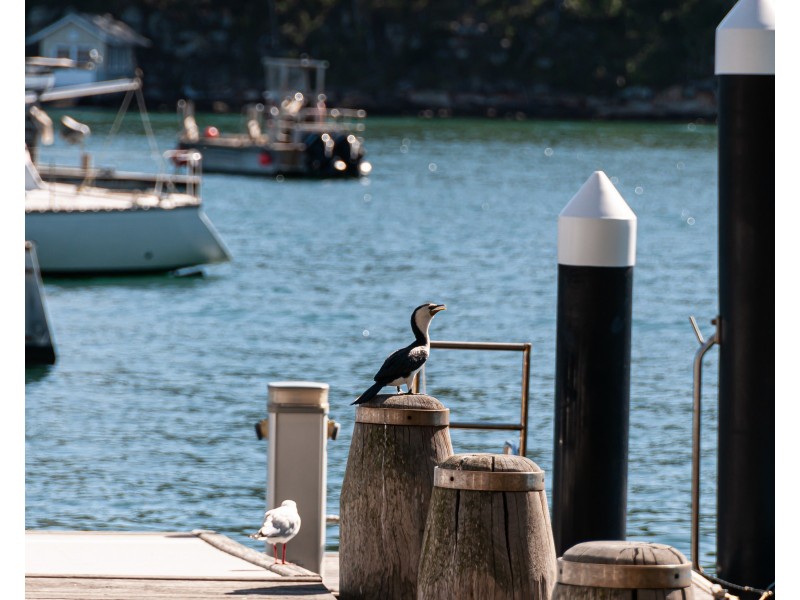 125 Richard Rd, Scotland Island NSW 2105