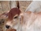 869 Letchford Road Collett Creek, Darwin River NT 0841
