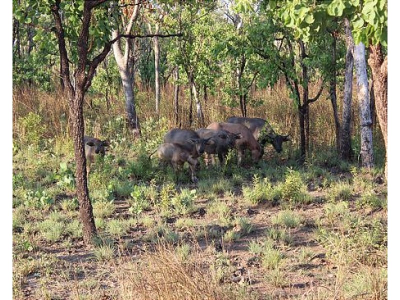 85 & 195 Crater Lake Road, Batchelor NT 0845