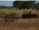 175 Strickland rd, Adelaide River NT 0846
