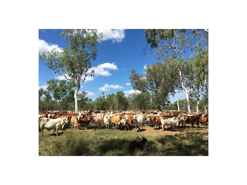 NT Portion 6517 CONWAYS CATTLE STATION, Katherine NT 0850