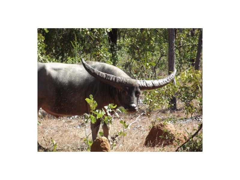 NT Portion 6517 CONWAYS CATTLE STATION, Katherine NT 0850