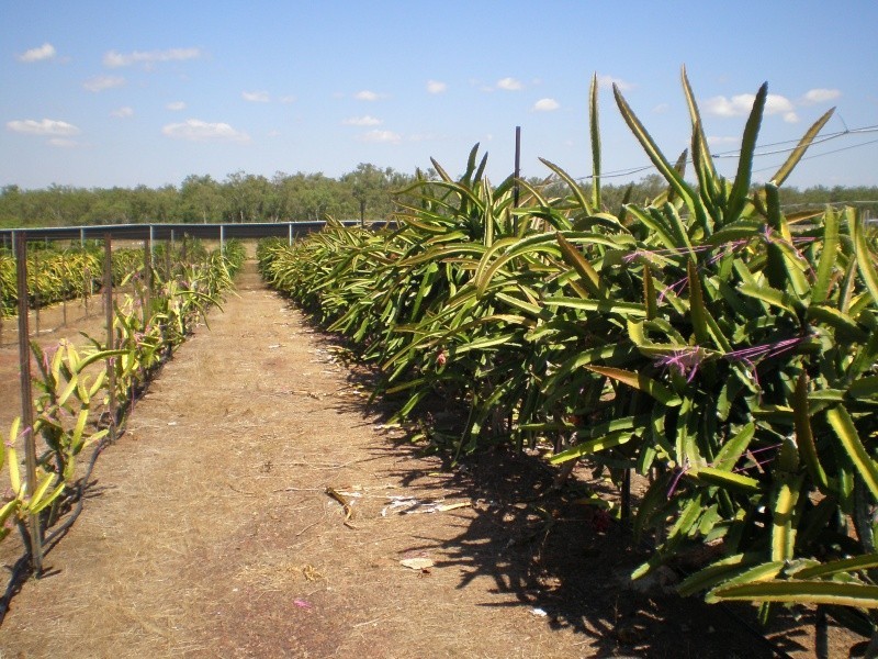 70 Nolan Rd, Lambells Lagoon NT 0822