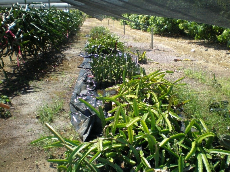 70 Nolan Rd, Lambells Lagoon NT 0822