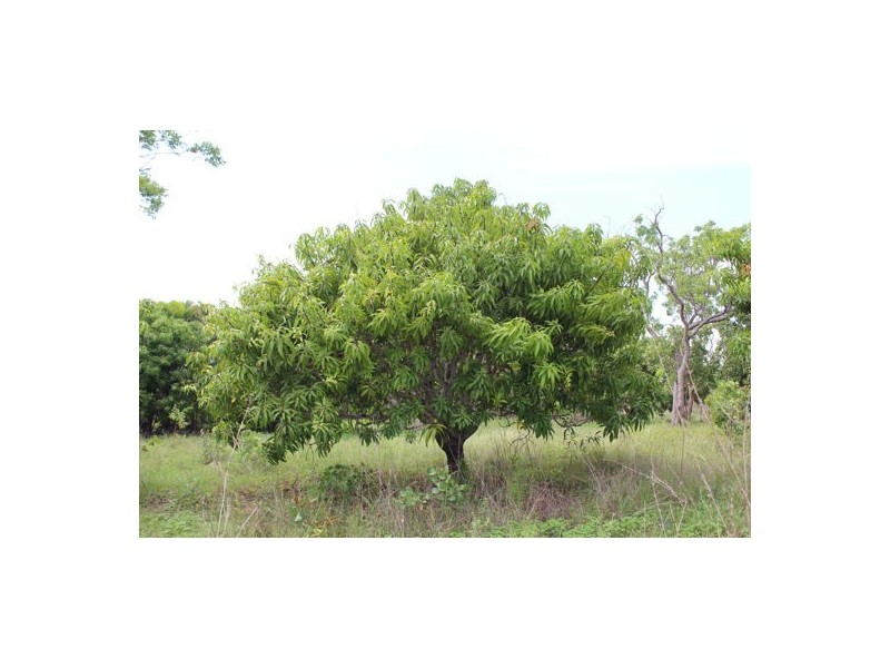 625 Leoninio Road, Darwin River NT 0841