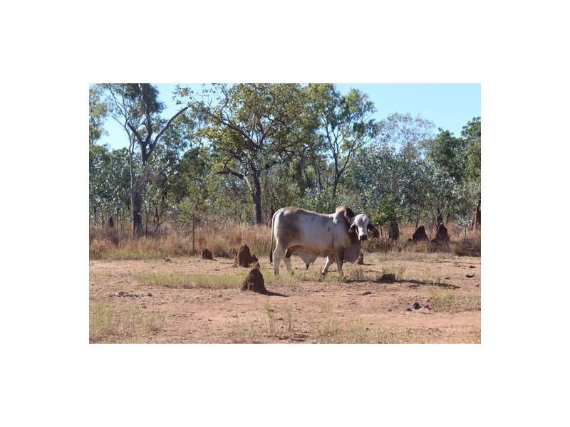 TARLEE STATION, Larrimah NT 0852