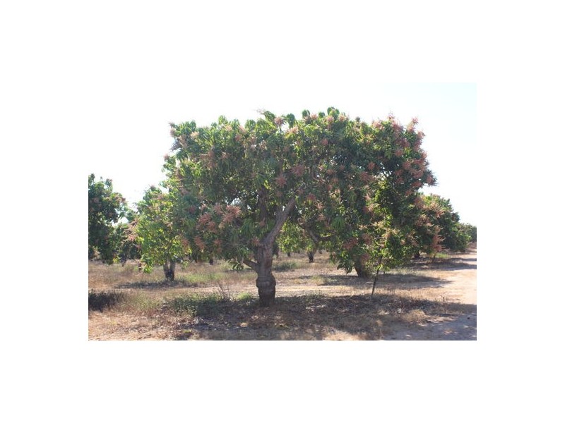 135 & 155 Colton Road, Acacia Hills NT 0822