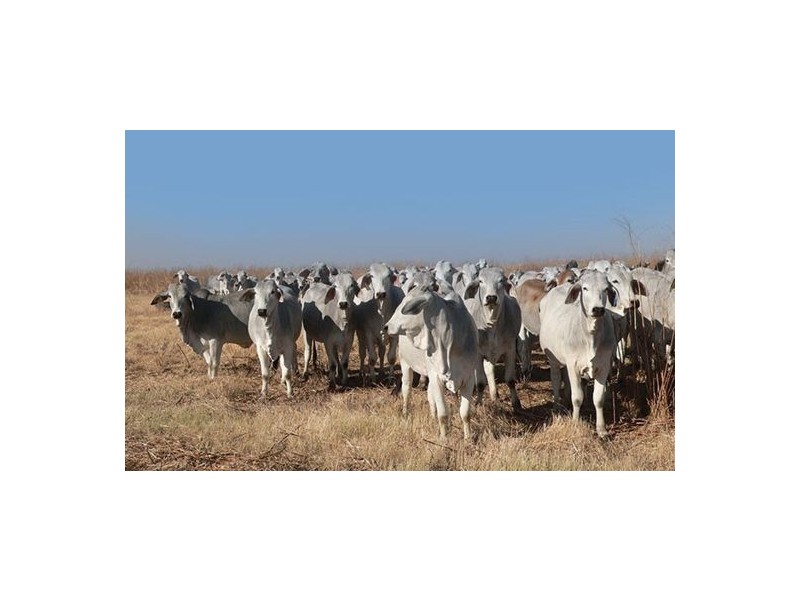 1630 Stuart Highway, Pine Creek NT 0847