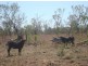 3385 Florina Rd  “Sandy Creek Station”, Katherine NT 0850