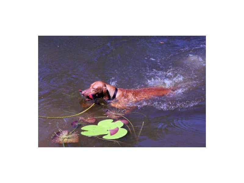 150 Wheewall Road, Berry Springs NT 0838