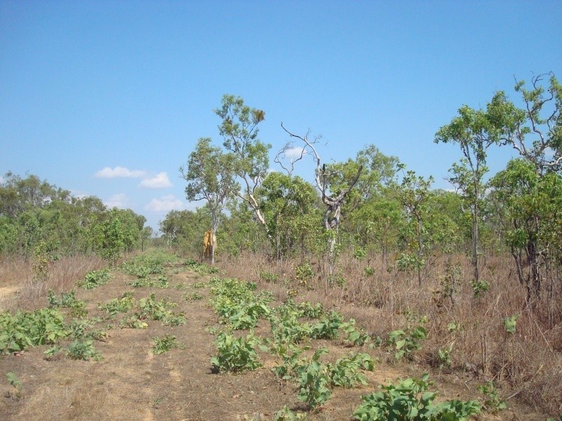 335 Wright Rd, Marrakai NT 0822