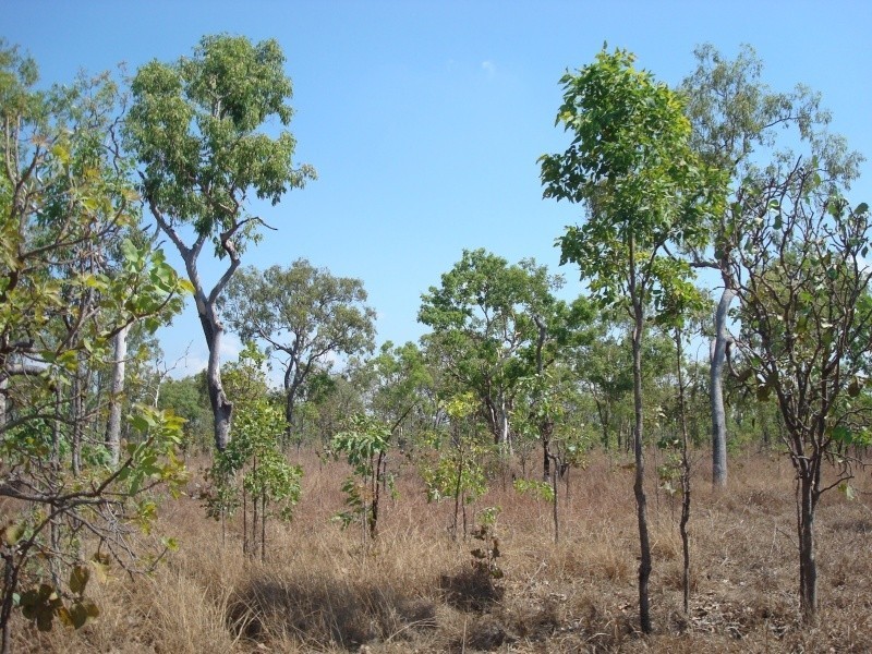 335 Wright Rd, Marrakai NT 0822