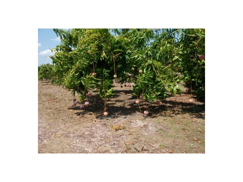 425 / 441 Barr Rd, Marrakai NT 0822