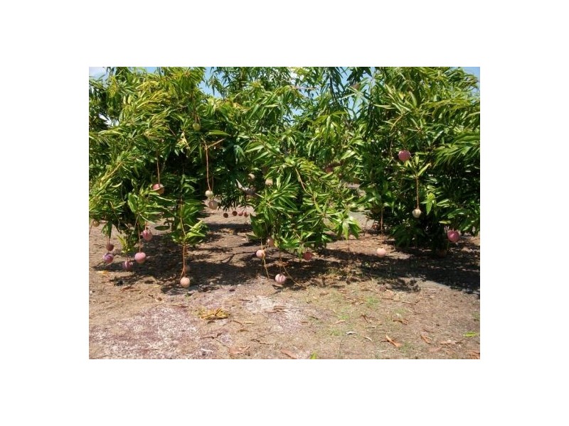 425 / 441 Barr Rd, Marrakai NT 0822