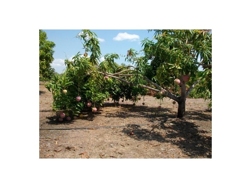 425 / 441 Barr Rd, Marrakai NT 0822