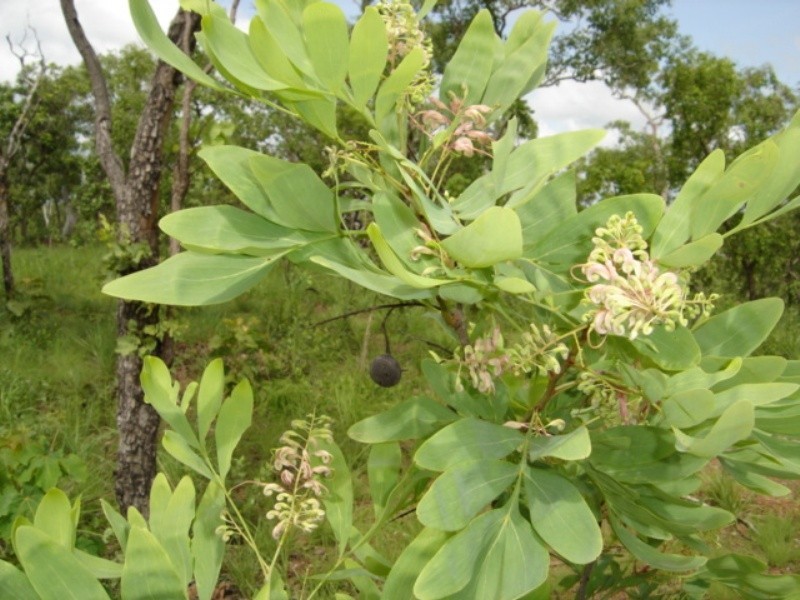 315 Dorat Rd, Adelaide River NT 0846